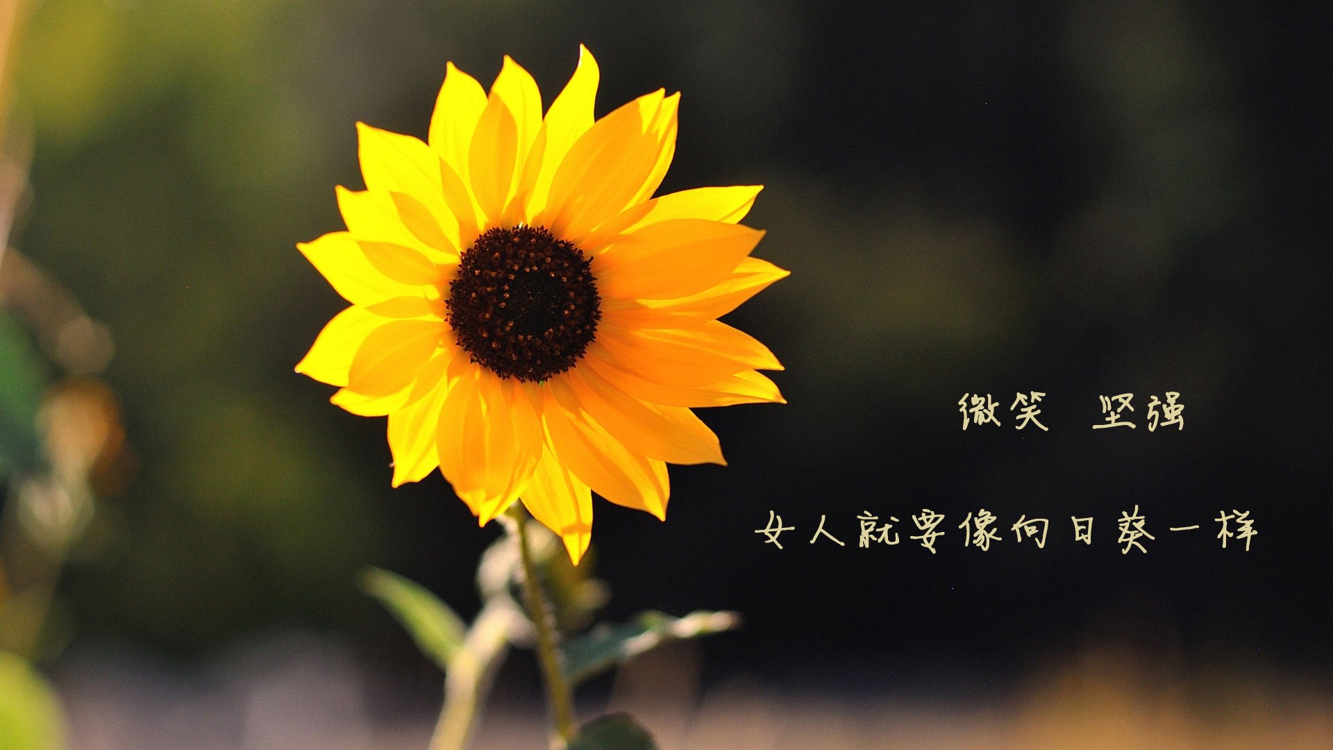 慈善赛奇观，切尔西轻取波兰全明星，本泽马带队虽败犹荣