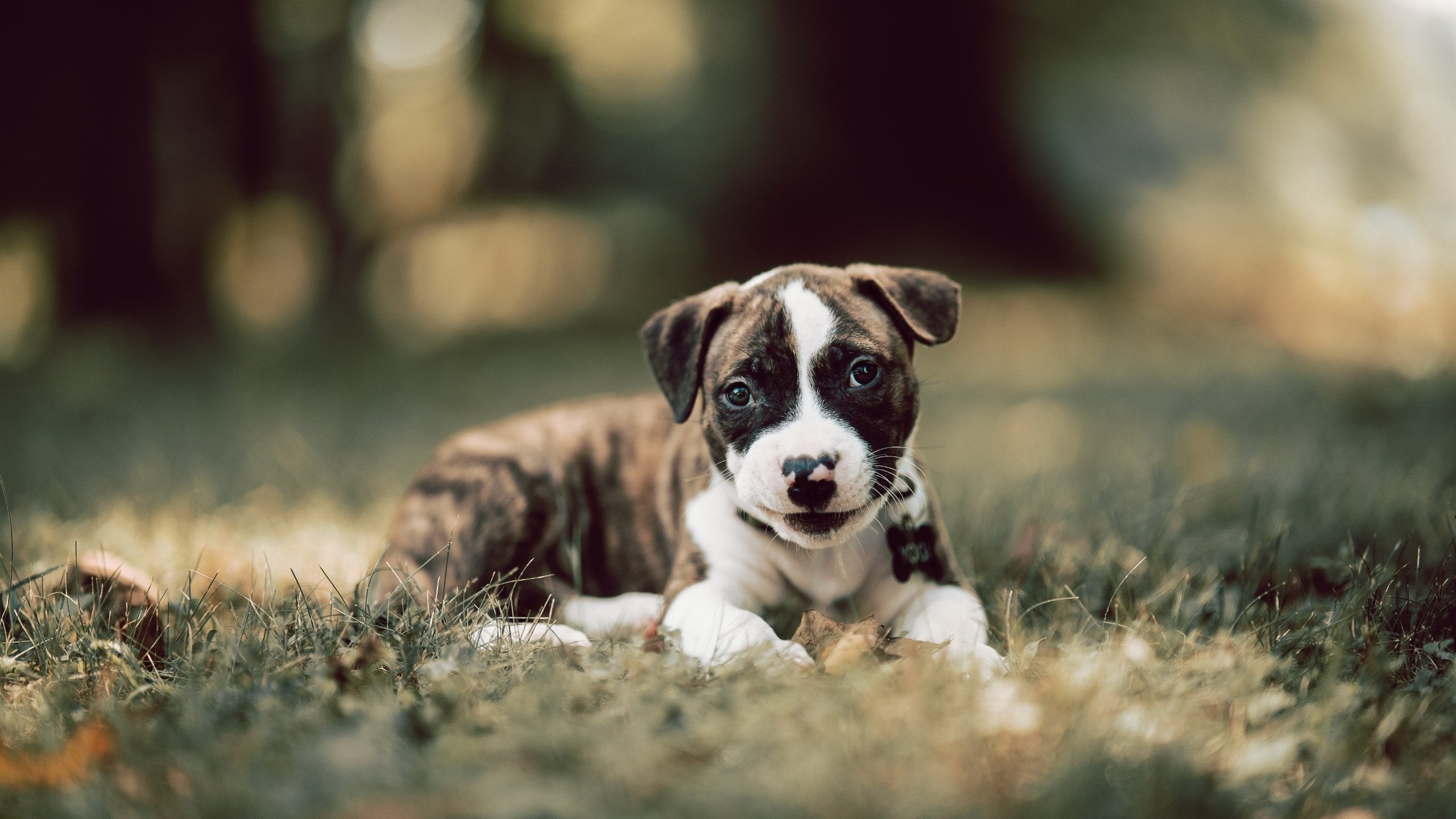 逆流与君临,当奥地利足球书写童话,马龙在球台封神
