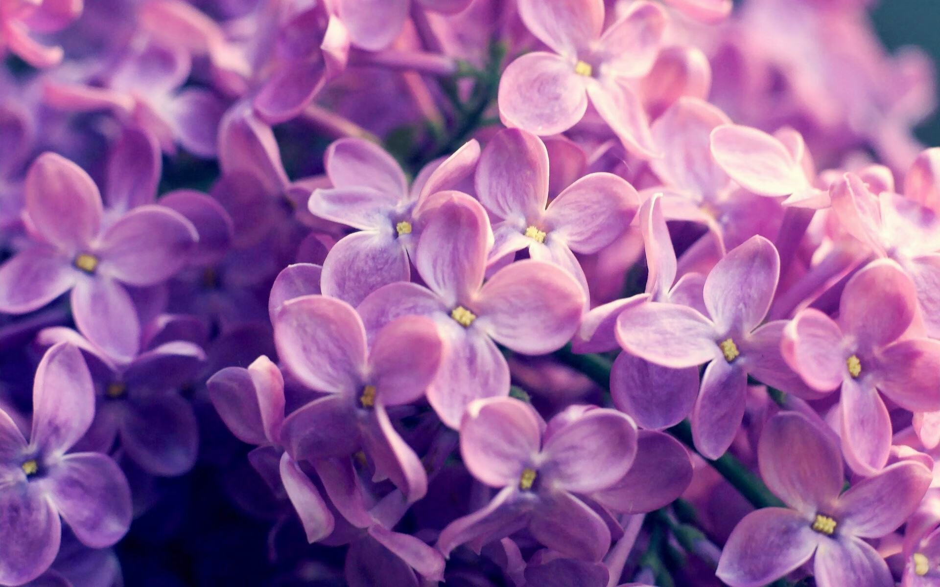 双线告捷,葡萄牙足球碾压韩国,林高远乒乓球状态炽热