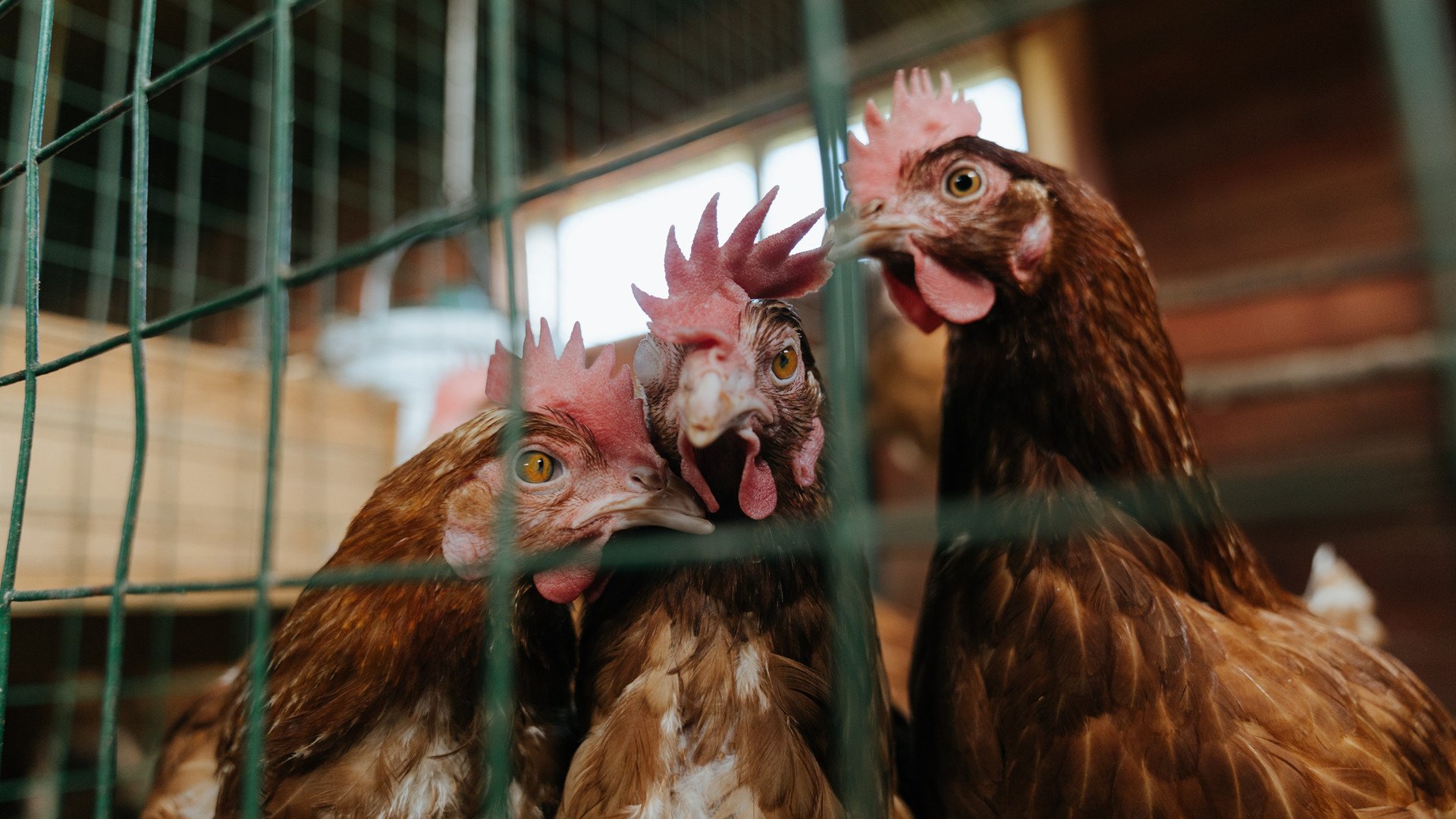 斗牛士的玫瑰，罗马险胜中国的唯一性时刻