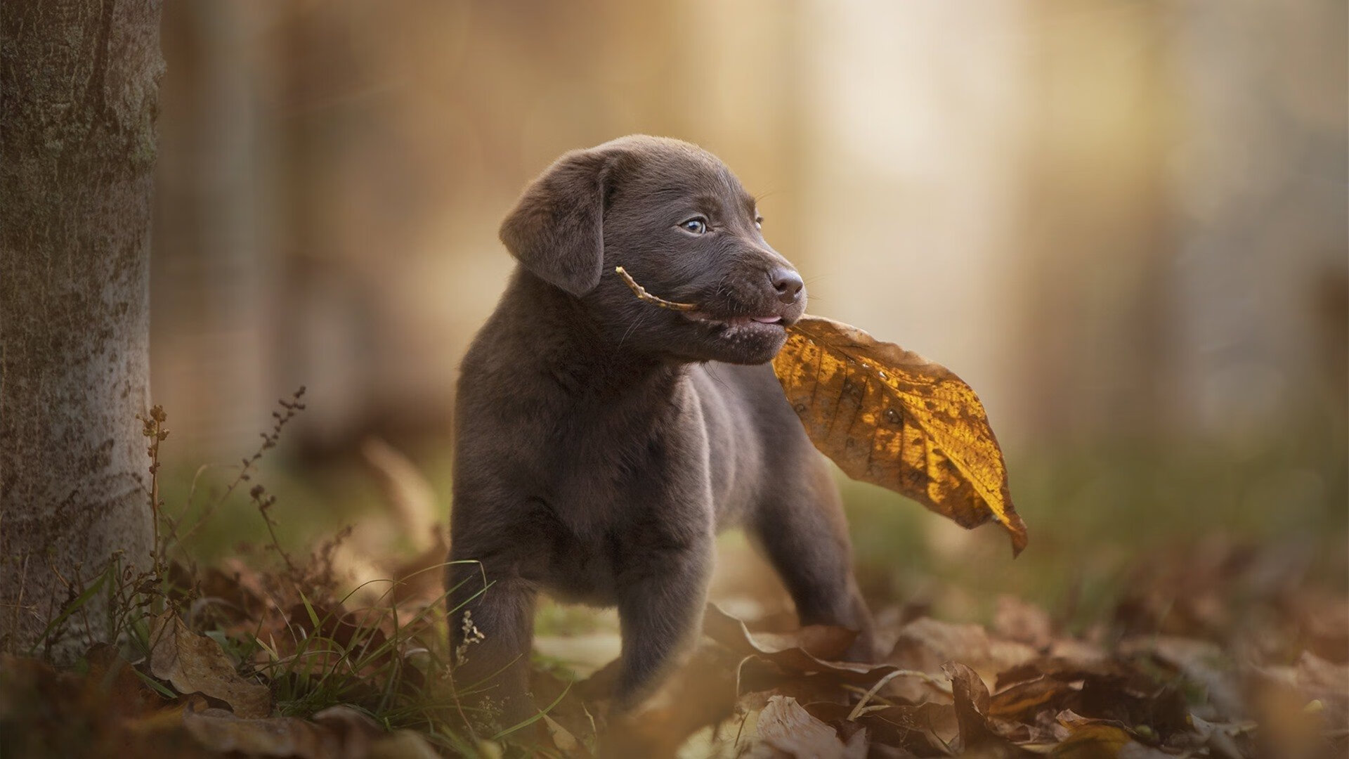 红龙啸傲,威尔士意志强行终结雷恩时刻