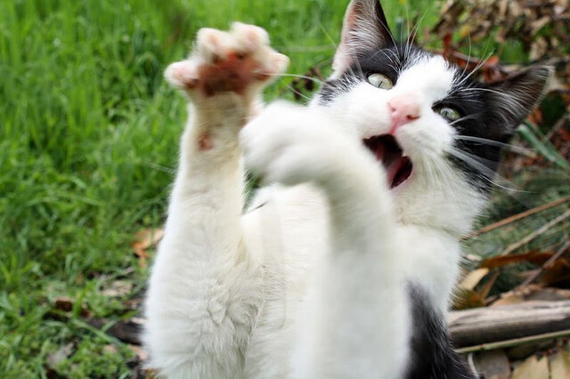 绿茵场外的世界杯,当曼联遇上沙特的资本与足球叙事