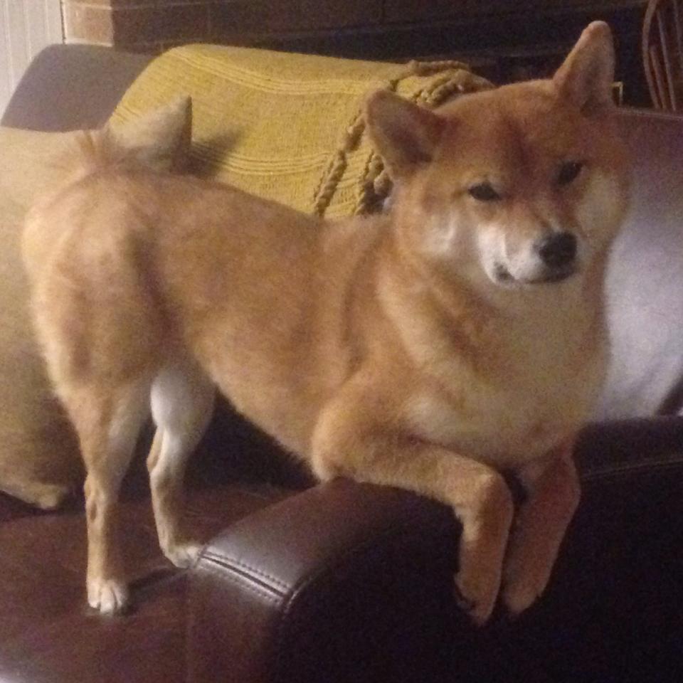 绝境重生!小贾伦一传一射定乾坤,火箭17分逆转熄灭独行侠