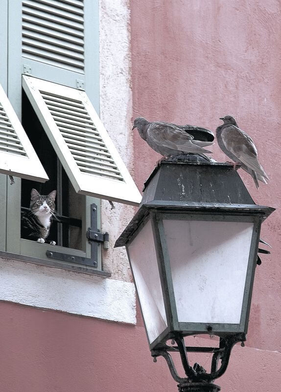 爱游戏娱乐-跨界狂飙，拜仁压哨绝杀韩国，本泽马F1街道赛上演终极接管