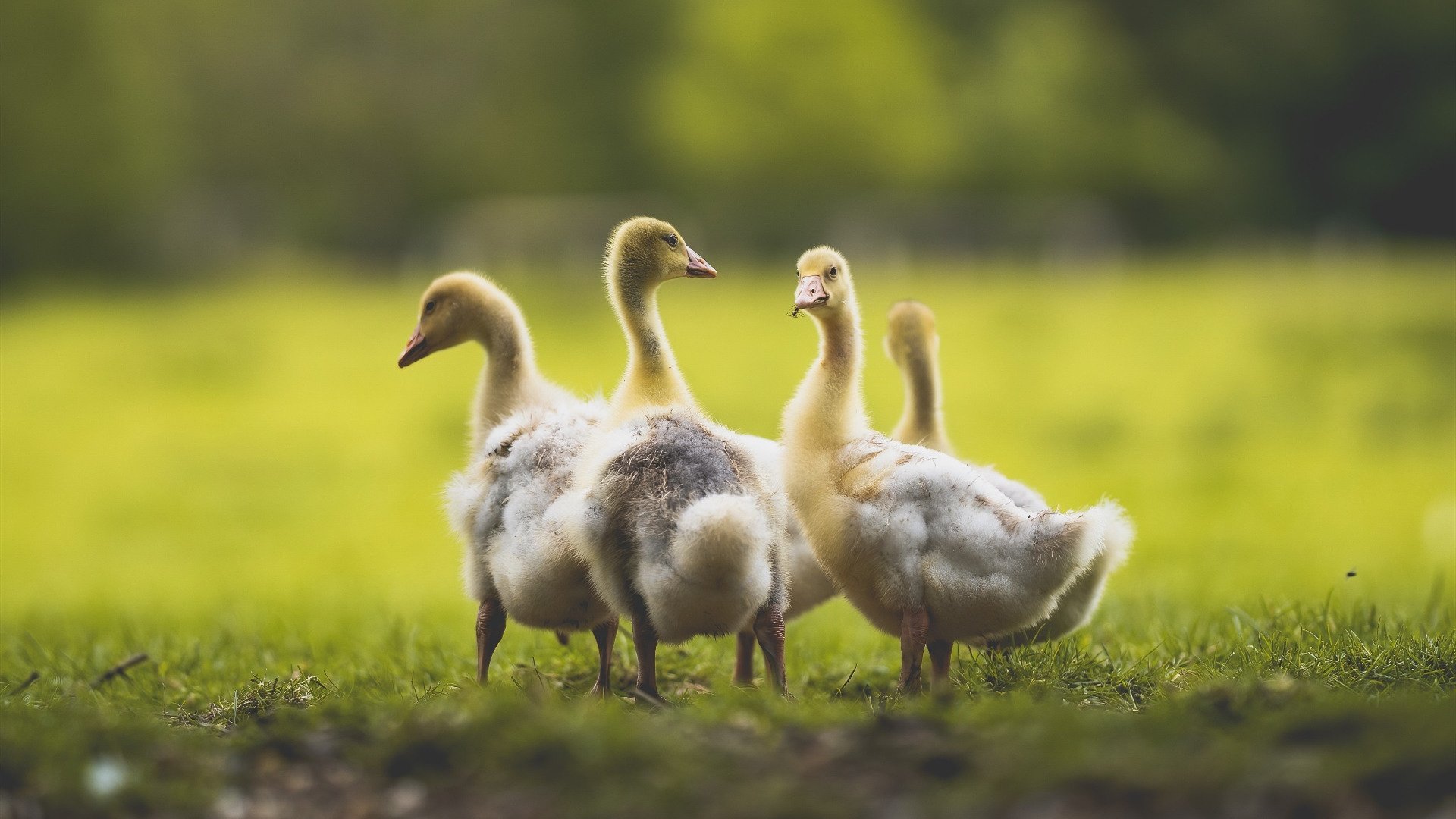 爱游戏在线-南欧之巅VS北非之虎，劳塔罗在跨大洲焦点战中完成自我正名