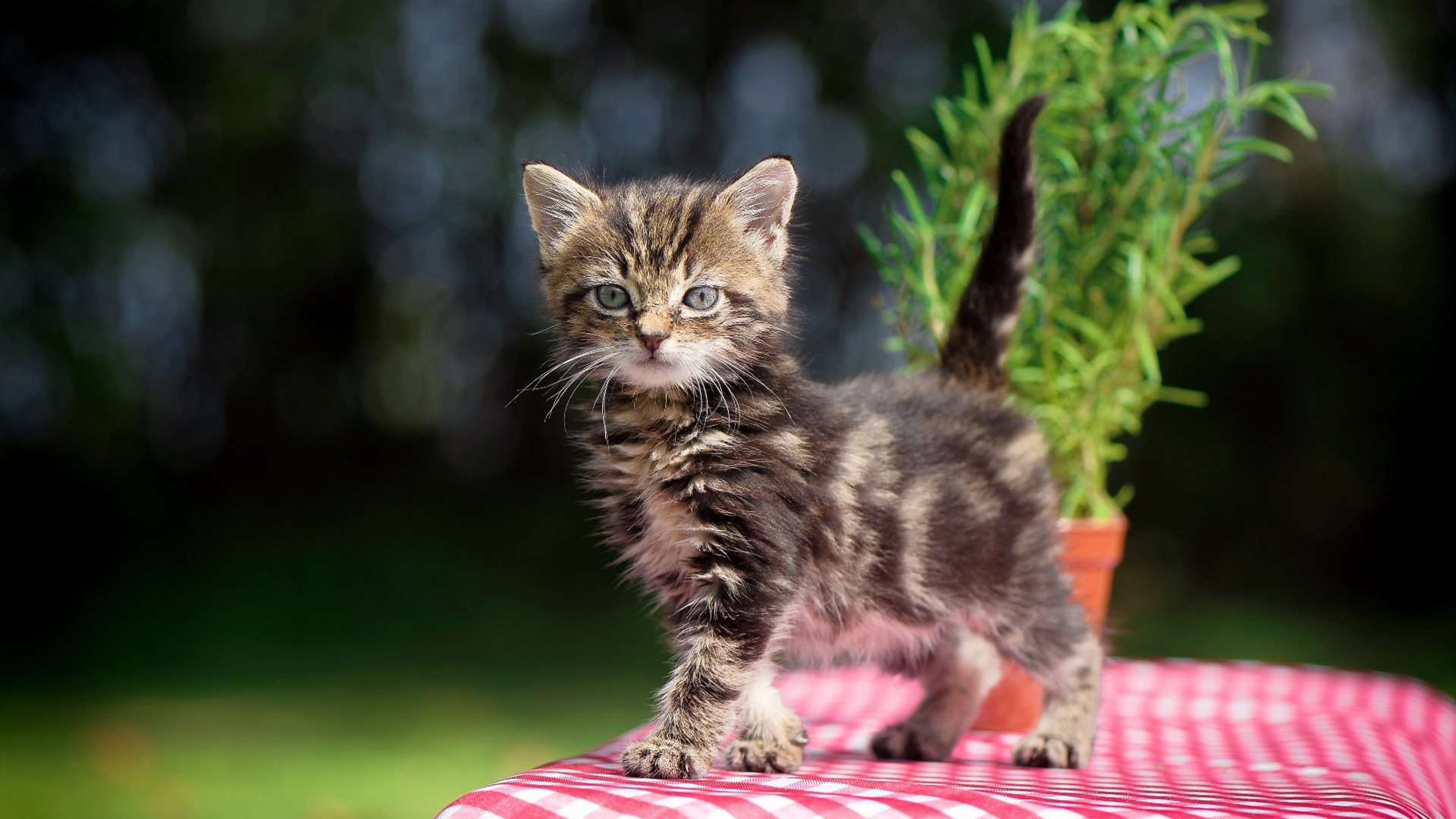 爱游戏官网-跨越太平洋的轰鸣，利拉德在深圳的生涯之夜，如何击碎篮球的边界壁垒