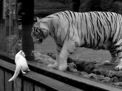 跨越太平洋的重锤，北京队如何用中国智慧碾压黄蜂，让恩比德惊艳四座