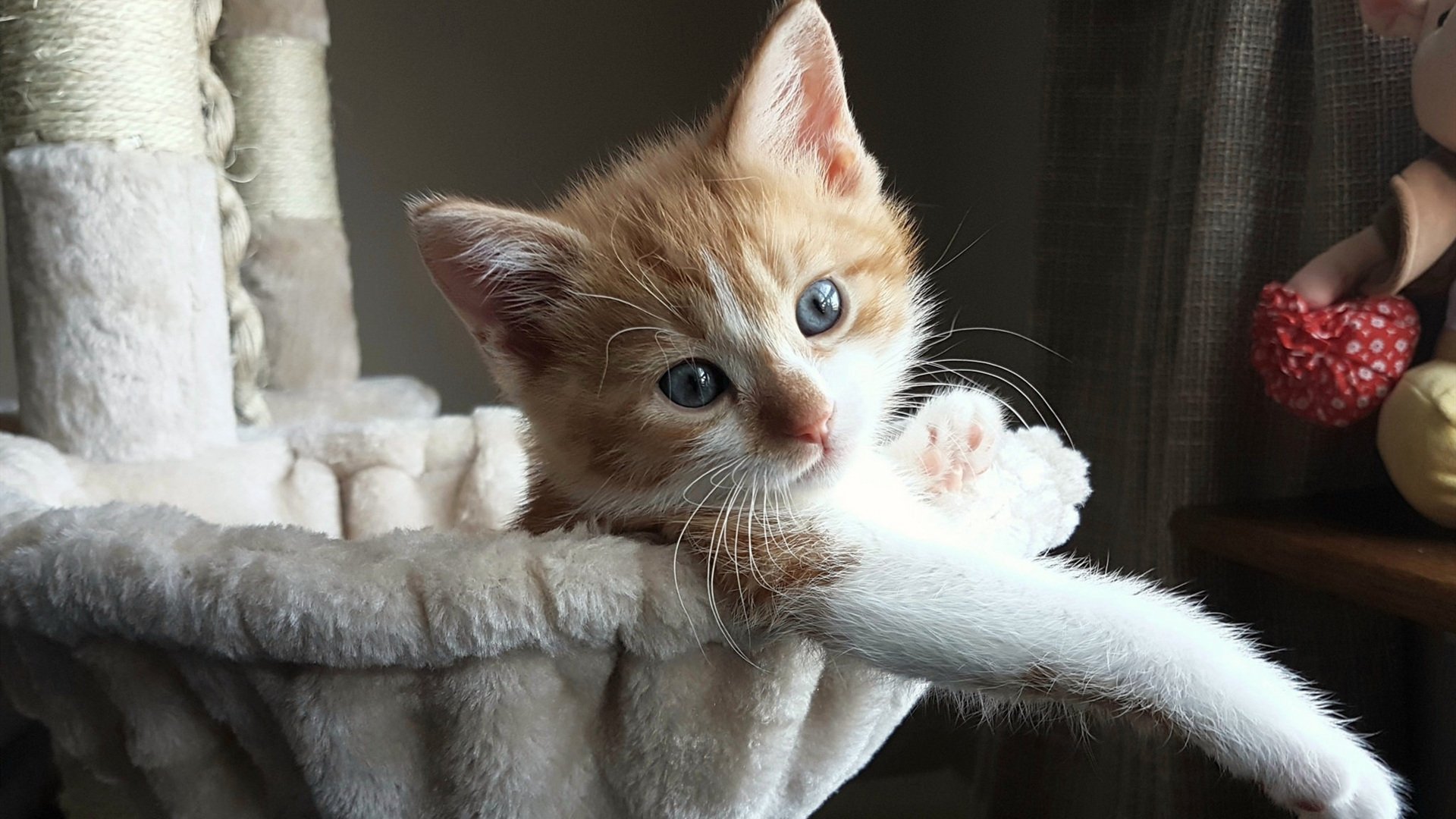 焦点之战的背面，当意甲烽火遇上NBA逆袭